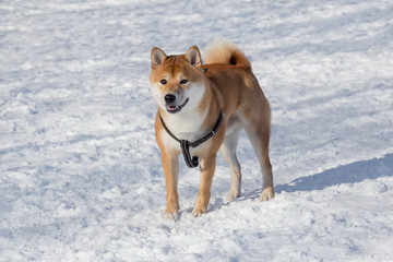 Cute red shiba inu puppy is standing on a white snow in the winter park. Pet animals.
