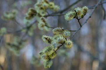 Branch of the tree with small opening leave buds. Early spring when leaves are just starting to grow and morning frost has made ice crystals on leaves. Estonia, Baltic, Europe