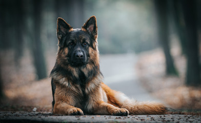 German shepherd longhaired dog  posing outside. Show dog in natural park. - obrazy, fototapety, plakaty