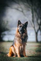 German shepherd longhaired dog  posing outside. Show dog in natural park.