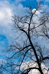 tree silhouette and sky background