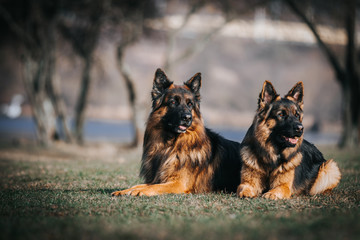 German shepherd longhaired dog  posing outside. Show dog in natural park.