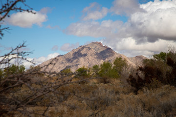 Frenchman Mountain appears in the distance of a Las Vegas wetlands area