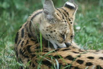 Naklejka premium portrait of leopard