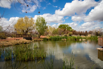 Obraz premium A small wooden walking bridge next to a peaceful pond at a Las Vegas wetlands area