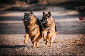 German shepherd longhaired dog  posing outside. Show dog in natural park.