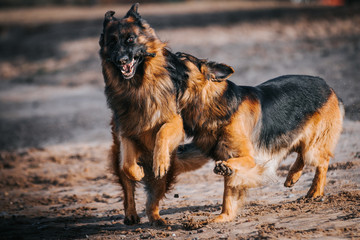 Obraz na płótnie Canvas German shepherd longhaired dog posing outside. Show dog in natural park. 