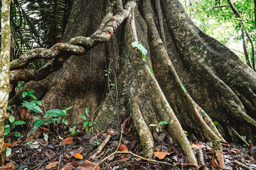 arbol liana selva amazona