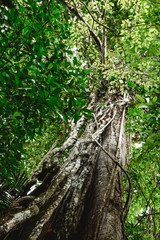 arbol liana bosque naturaleza amazonia