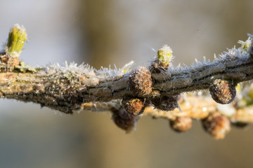 Close up of Larch tree frosty gemma and frosty juvenile cones on a chilly but sunny spring morning. Ice crystals on early morning bright sun. Pink and bluish green combination of colors. Estonia.