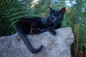 Fototapeta na wymiar black cat on a tree