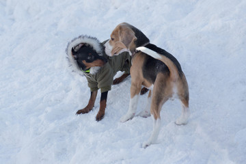Cute miniature pinscher puppy and english beagle puppy are playing in the winter park. Pet animals.