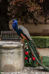 Obraz premium peacock sitting on a fountain in the garden