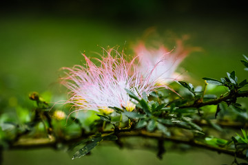 bobinsana macro flor de la selva peru