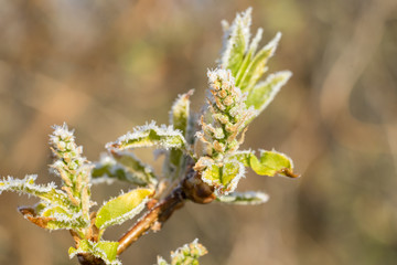 Branch of the tree with small opening leave buds. Tiny violet leaves are covered with icicles. Early spring when leaves are just starting to grow and morning frost has made ice crystals on leaves.