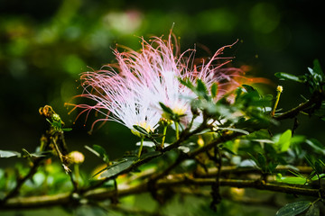 bobinsana macro flor de la selva peru