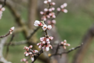 Beautiful blooming white almond tree