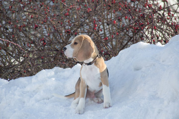 Cute english beagle puppy is sitting on a white snow in the winter park. Pet animals.