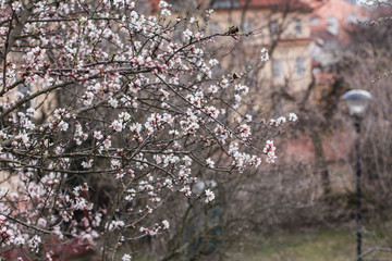 Beautiful blooming white almond tree
