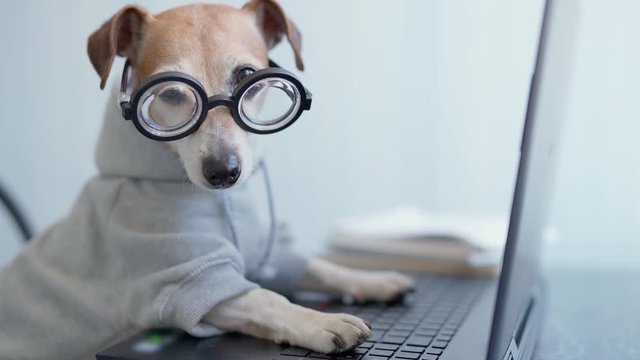 Adorable dog in glasses working with computer. Wearing sporty stylish hoodie. Freelancer work from home during quarantine Social distancing lifestyle. Stay at home. video footage