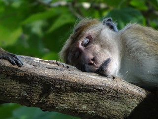 Sleeping Monkey