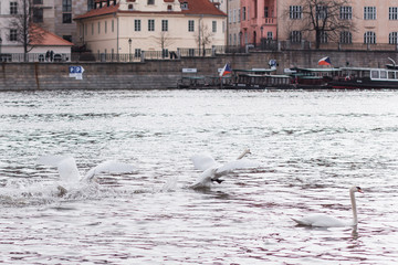 A Swan driving another Swan out of the river
