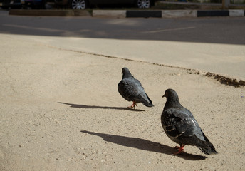 Two birds walking on the street. Birds closeup.