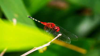 dragonfly on a leaf