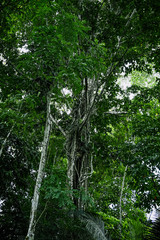 green selva amazonia bosque