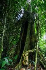 green selva amazonia bosque liana