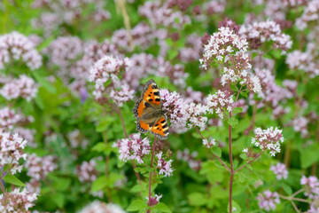 A brightly colored butterfly sits on marjoram flowers in the middle of a green meadow.