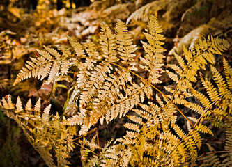 Fern leaves in a humid forest