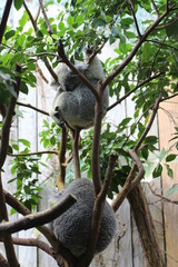 Koalas © Nadine