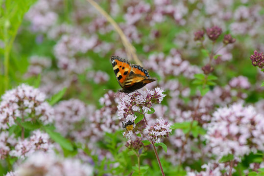 A brightly colored butterfly sits on marjoram flowers in the middle of a green meadow.