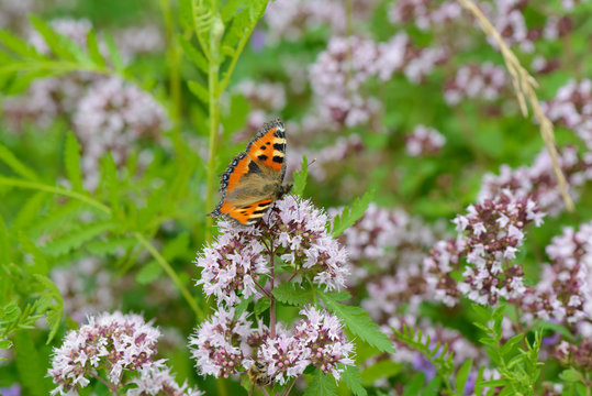 A brightly colored butterfly sits on marjoram flowers in the middle of a green meadow.