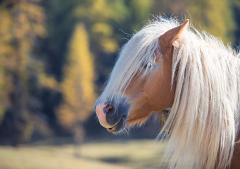 Beautiful shaggy horse at summer sunny day, closeup head portrait