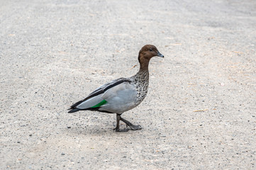 Adult male Australian wood duck, Chenonetta jubata