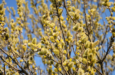  flowering willow in the spring. blue sky