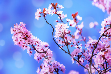 kirschblüte schönheit in der natur