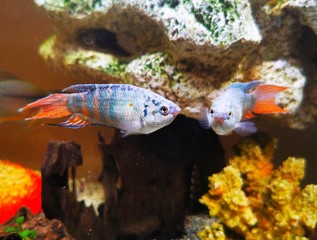 koi fish in the pond