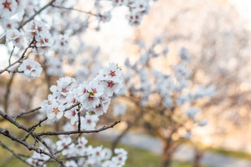 Obraz premium Beautiful blooming white almond tree