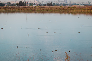 Lake for recycling and purifying water, with ducks and plants