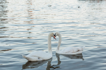 Two swans in the river