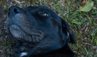 Naklejka premium portrait of a dog
