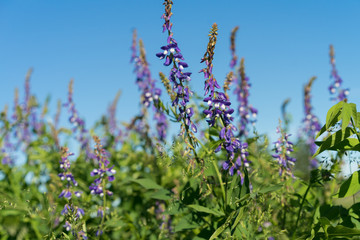 Lupinus, commonly known as lupin or lupine decorating the road side in front of fa green meadow Beautiful purple towering flower to catch the eye. Estonia, Europe