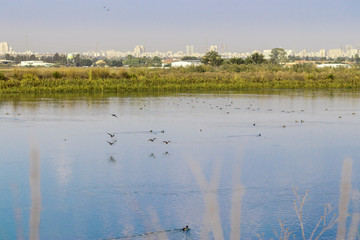 Lake for recycling and purifying water, with ducks and plants