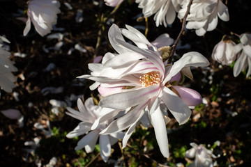 A gentle breeze on the star magnolia petals has them softly dancing like flowing water.  This is a closeup of a Magnolia stellata var. centennial star bloom. It's beautiful white flowers are accented 