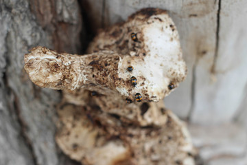 chaga on a tree where bugs crawl