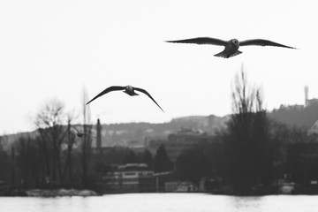 flying gulls over the river in black and white