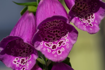 Garden decoration. Purple blossoms of foxgloves (Latin: Digitalis, family Scrophulariaceae or ...